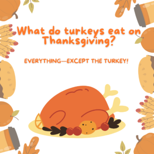 What do turkeys eat on Thanksgiving?