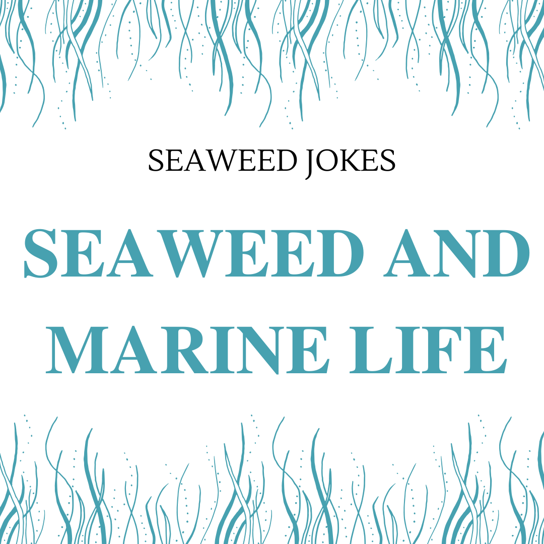 Seaweed and Marine Life