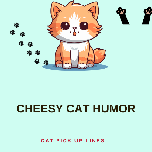 Cheesy Cat Humor