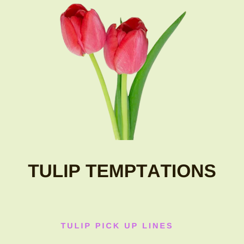 Tulip Temptations